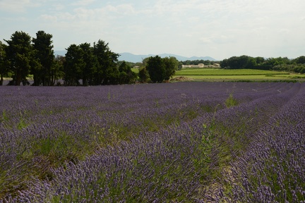 Clansayes - Lavender Field1